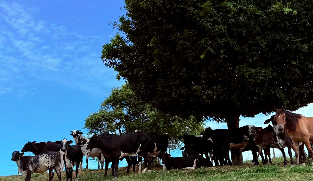 Novilhas no Pasto